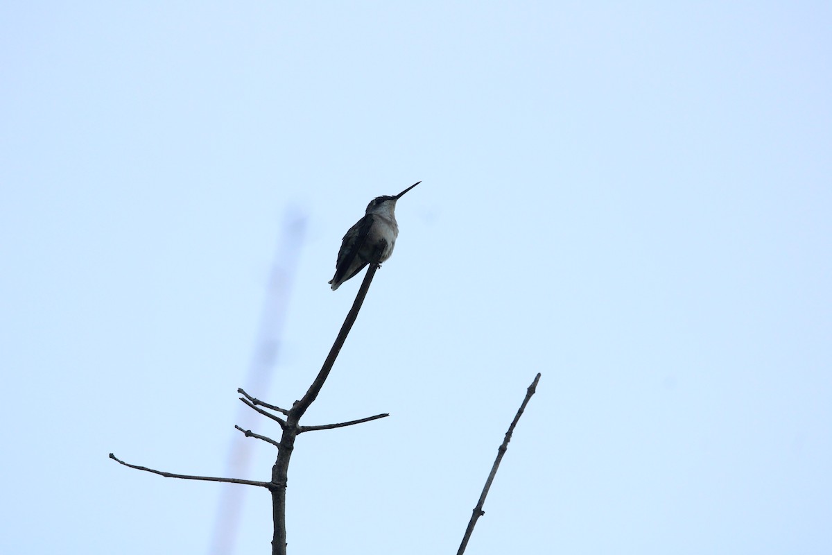 Colibrí Gorjirrubí - ML623058677