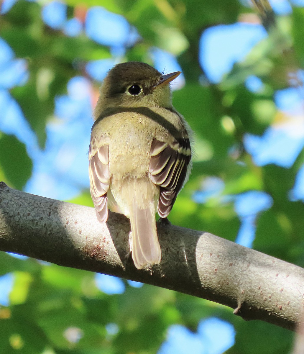 Western Flycatcher - ML623058685