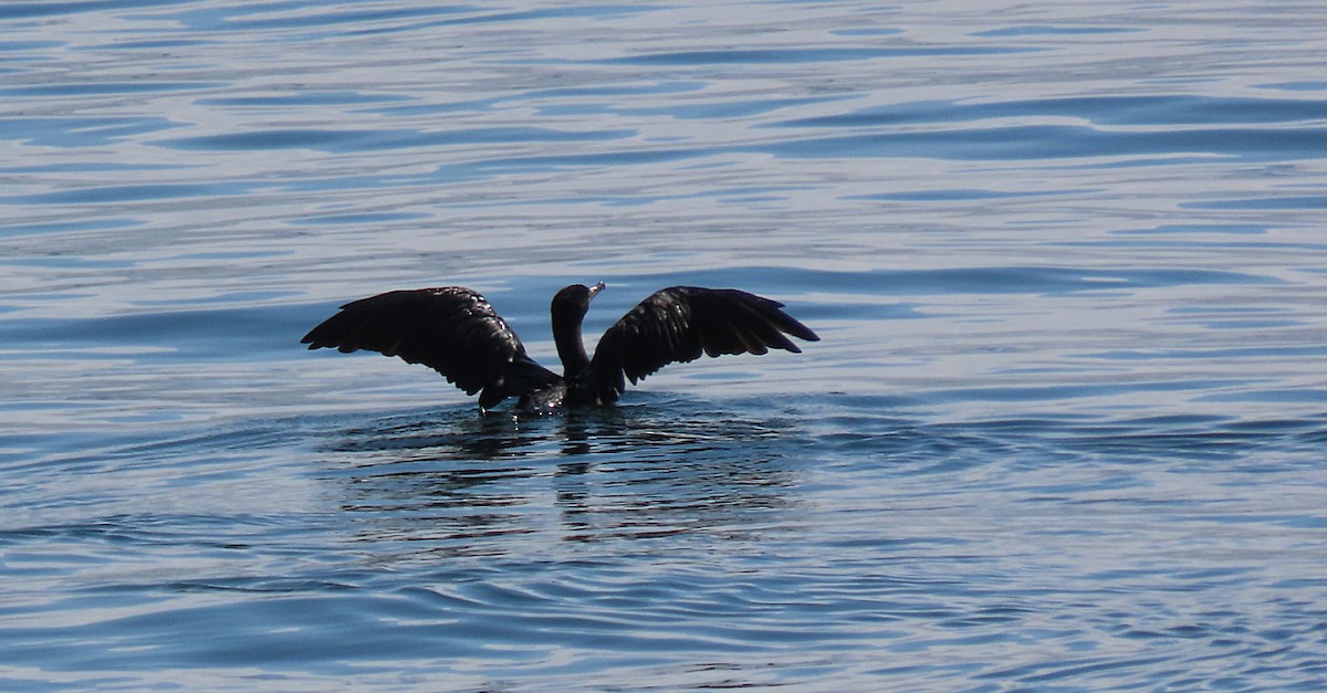 Brandt's Cormorant - ML623058698