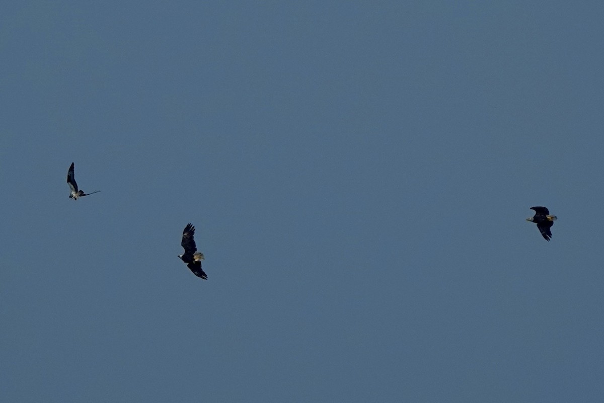 Osprey - ML623058713