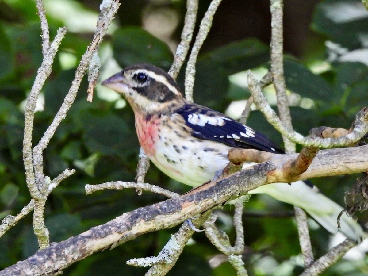 Rose-breasted Grosbeak - ML623058744