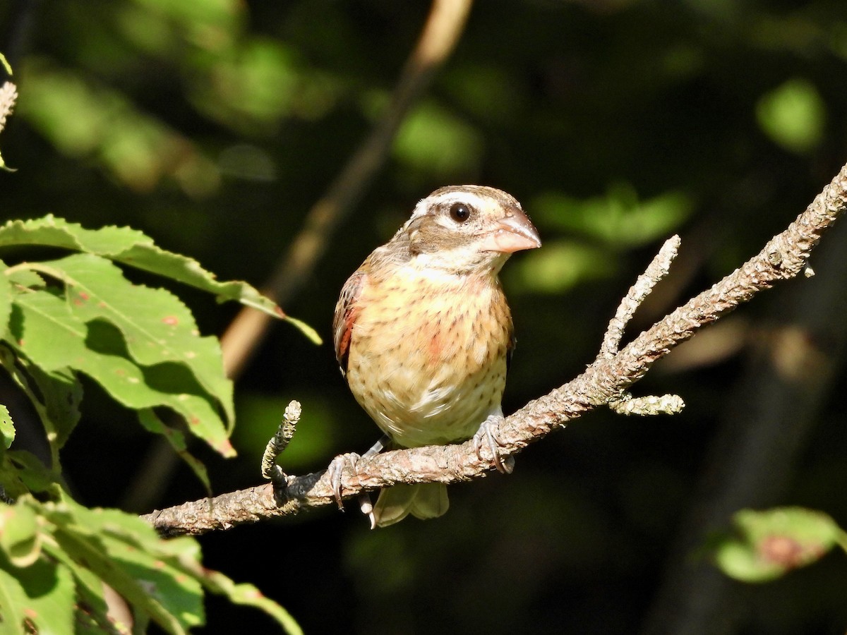 Rose-breasted Grosbeak - ML623058745