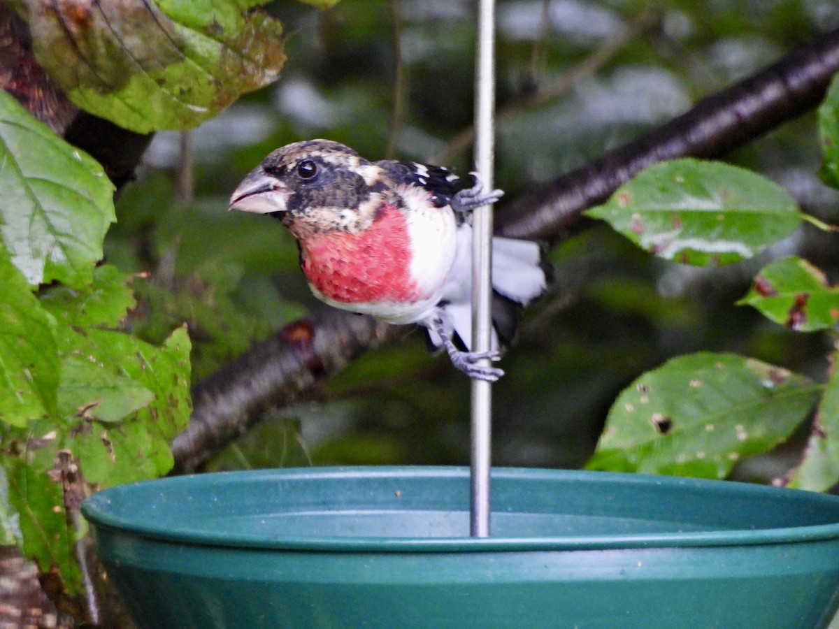 Rose-breasted Grosbeak - ML623058746