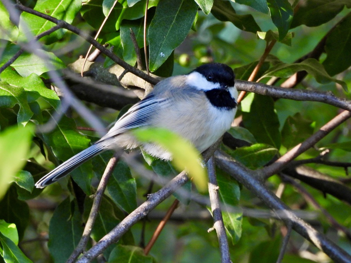 Black-capped Chickadee - ML623058773