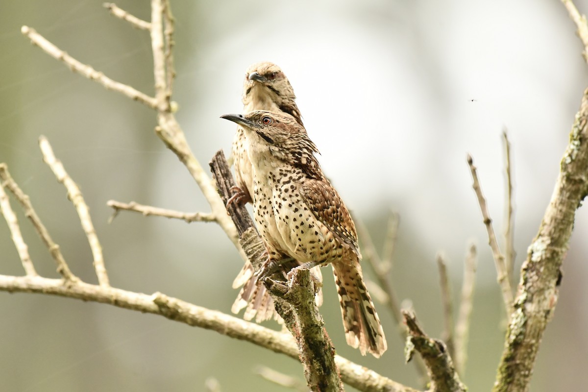 Spotted Wren - ML623058784