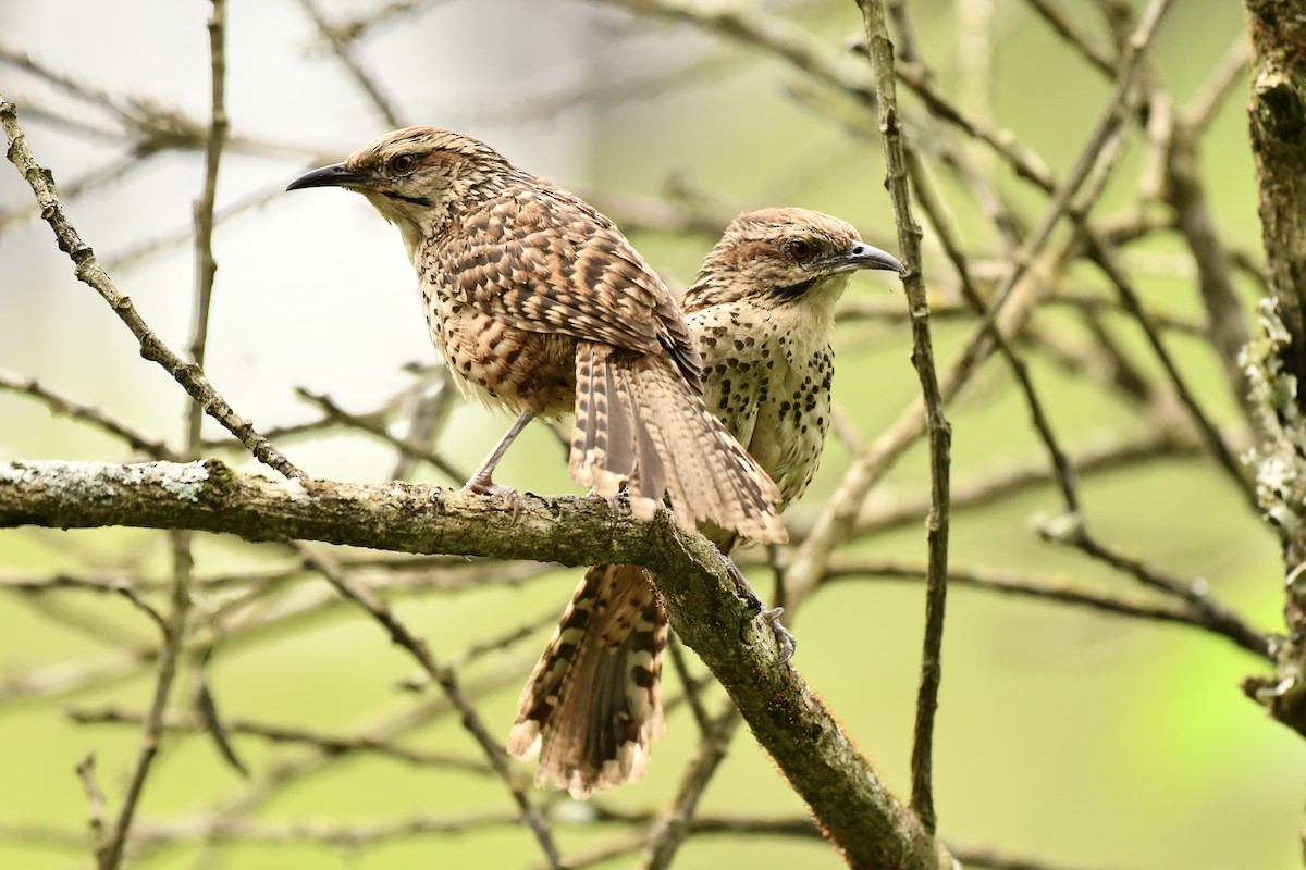 Spotted Wren - ML623058787