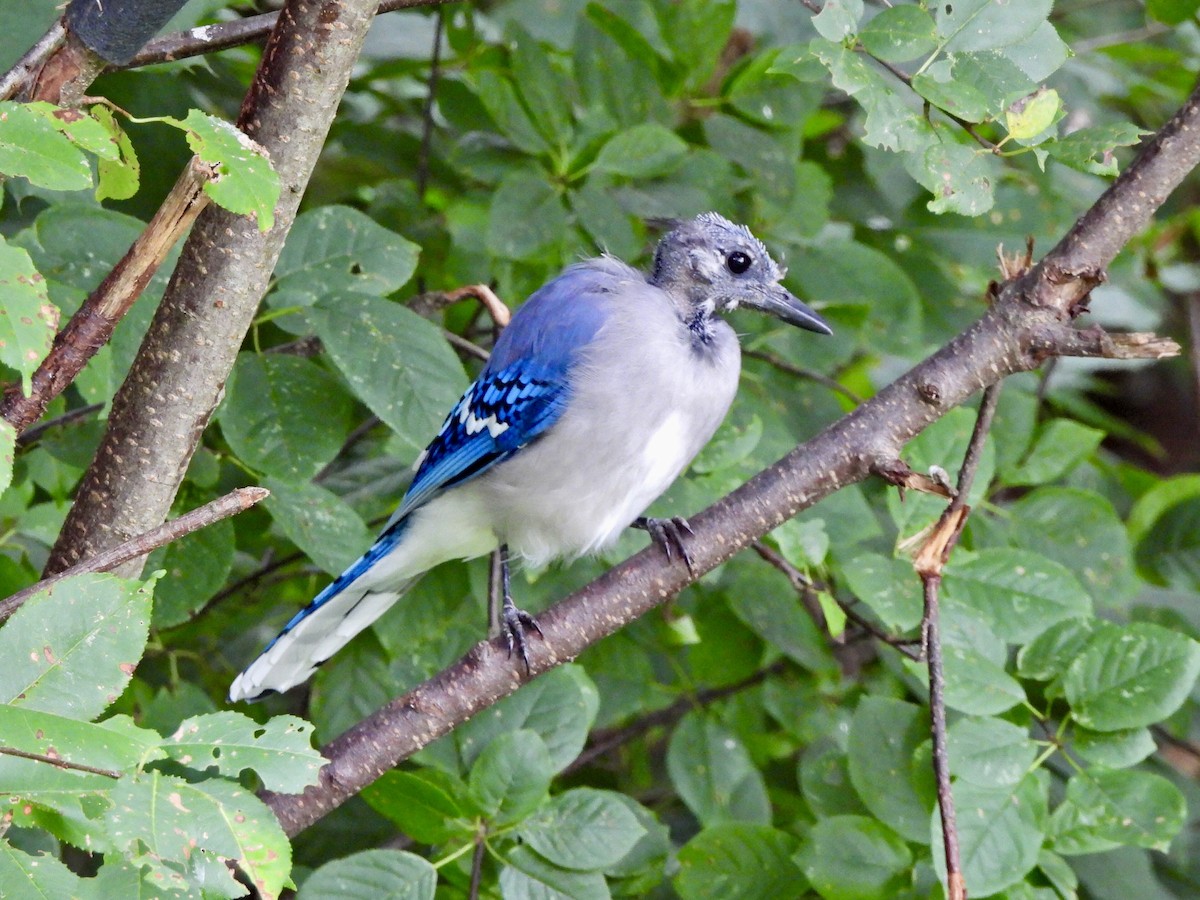 Blue Jay - ML623058817