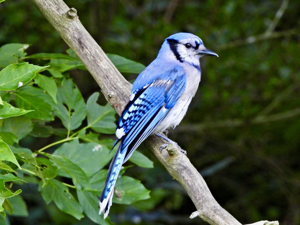 Blue Jay - ML623058818