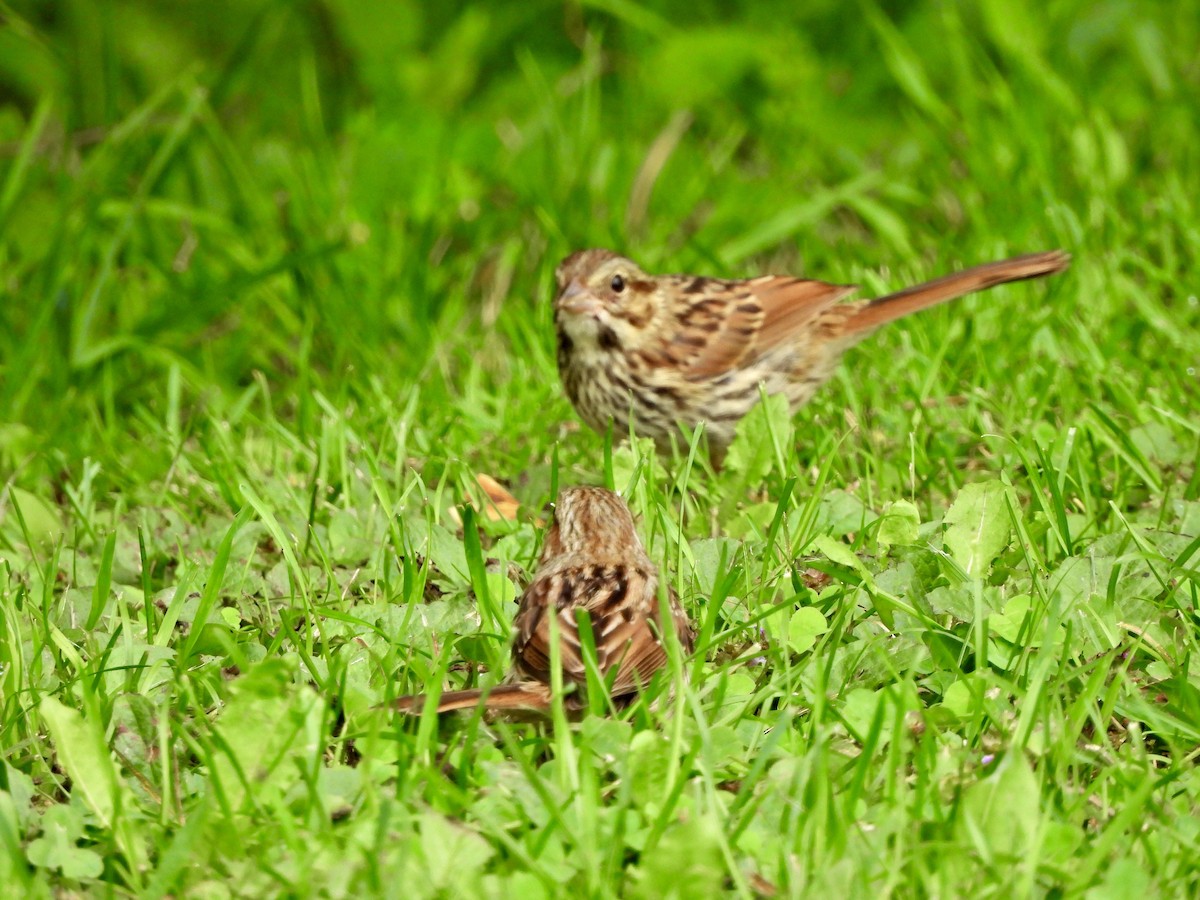 Song Sparrow - ML623058853