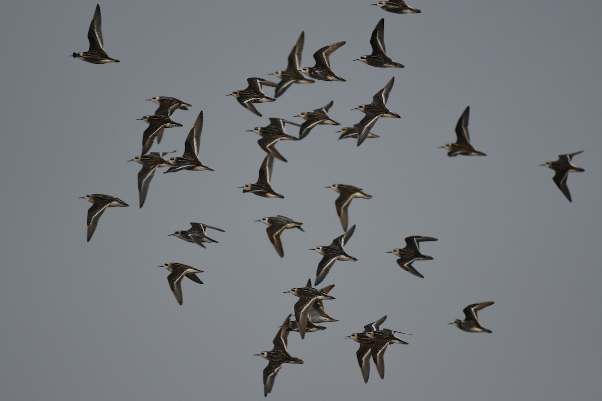 Red-necked Phalarope - Tristan Jobin