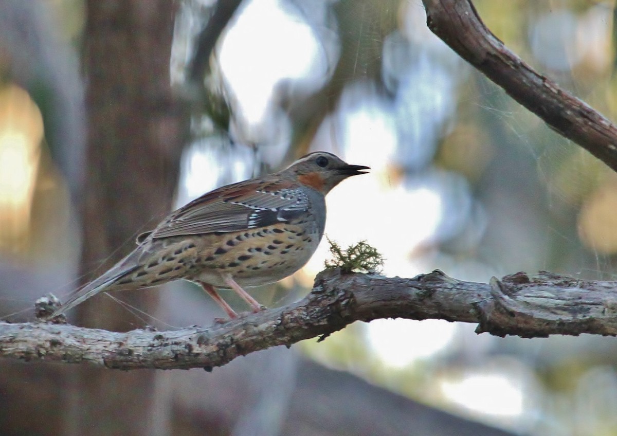 Spotted Quail-thrush - ML623058977