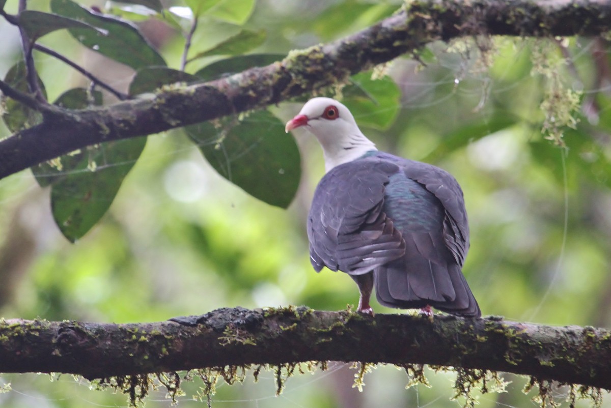 White-headed Pigeon - Scott Watson