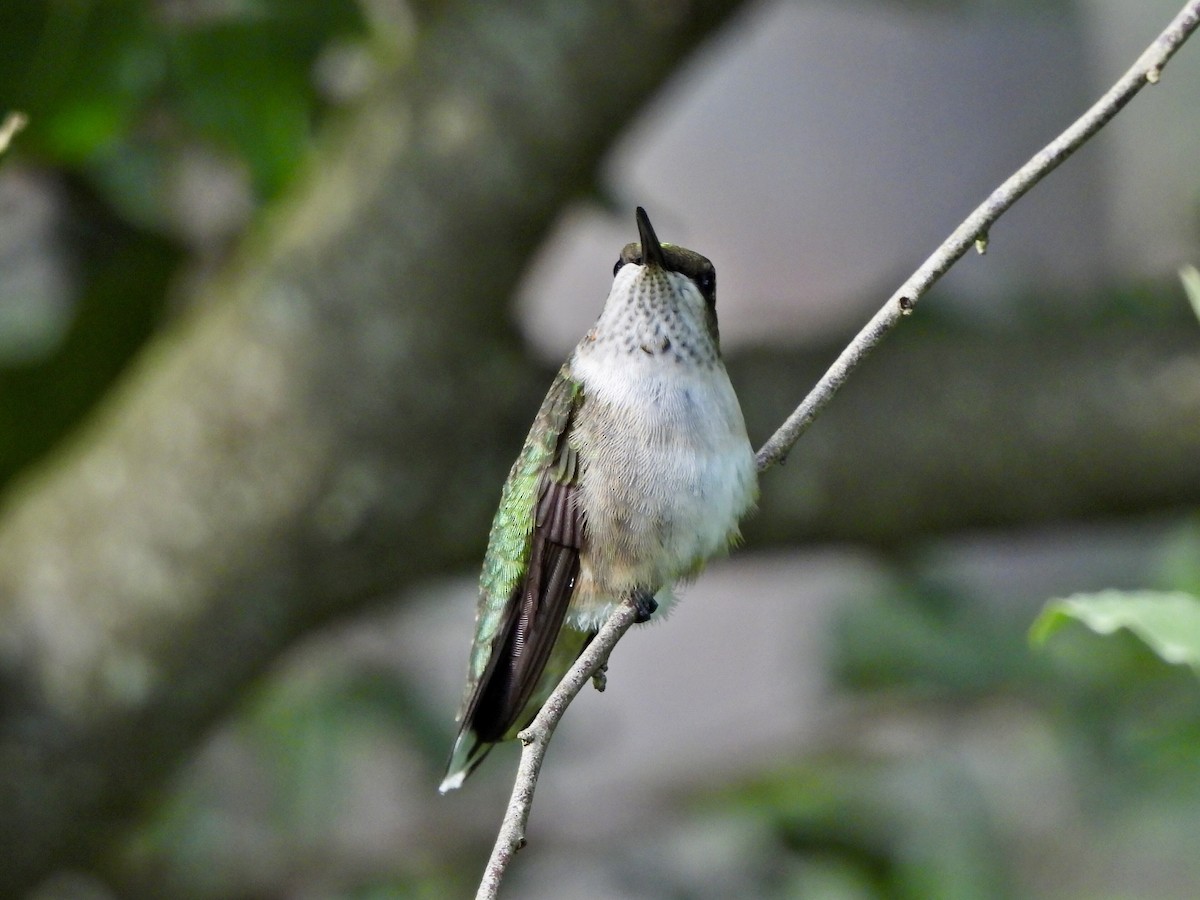 Ruby-throated Hummingbird - ML623059015