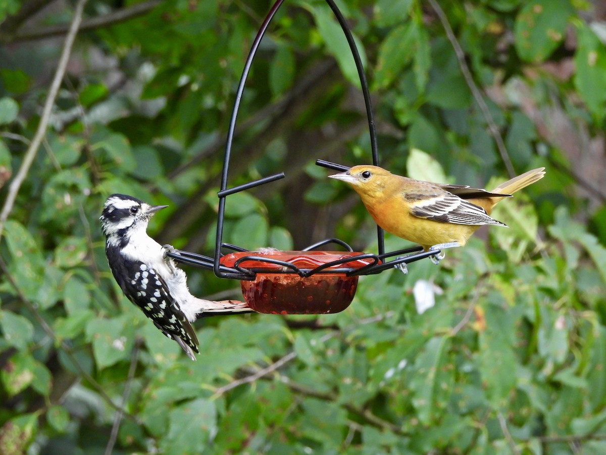 Downy Woodpecker - ML623059027