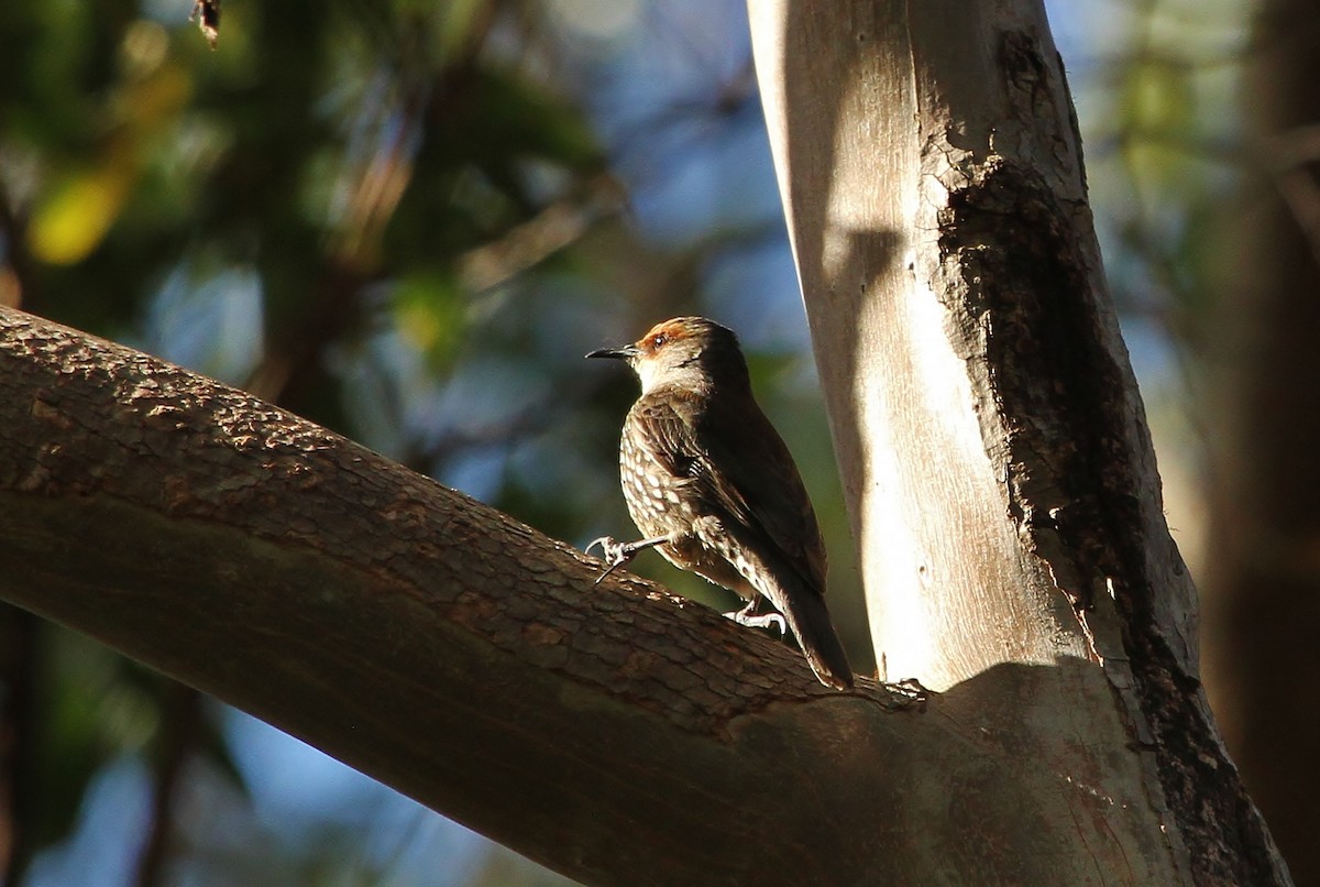 Red-browed Treecreeper - Scott Watson