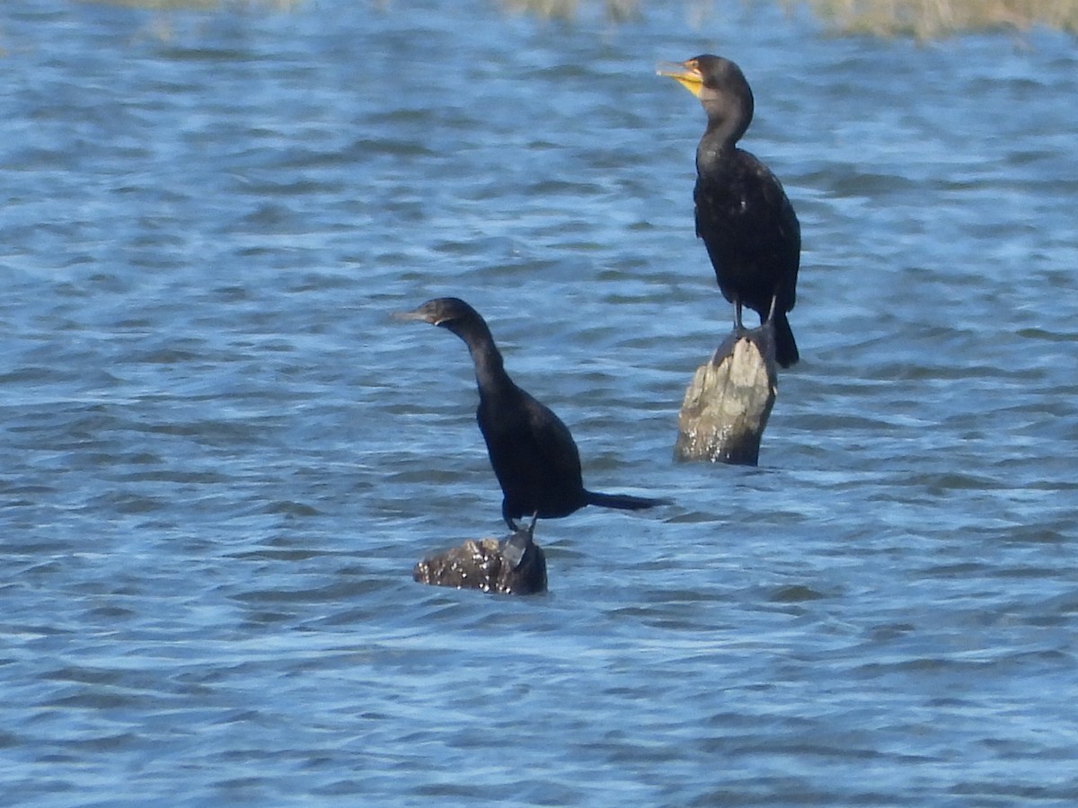 Neotropic Cormorant - ML623059062