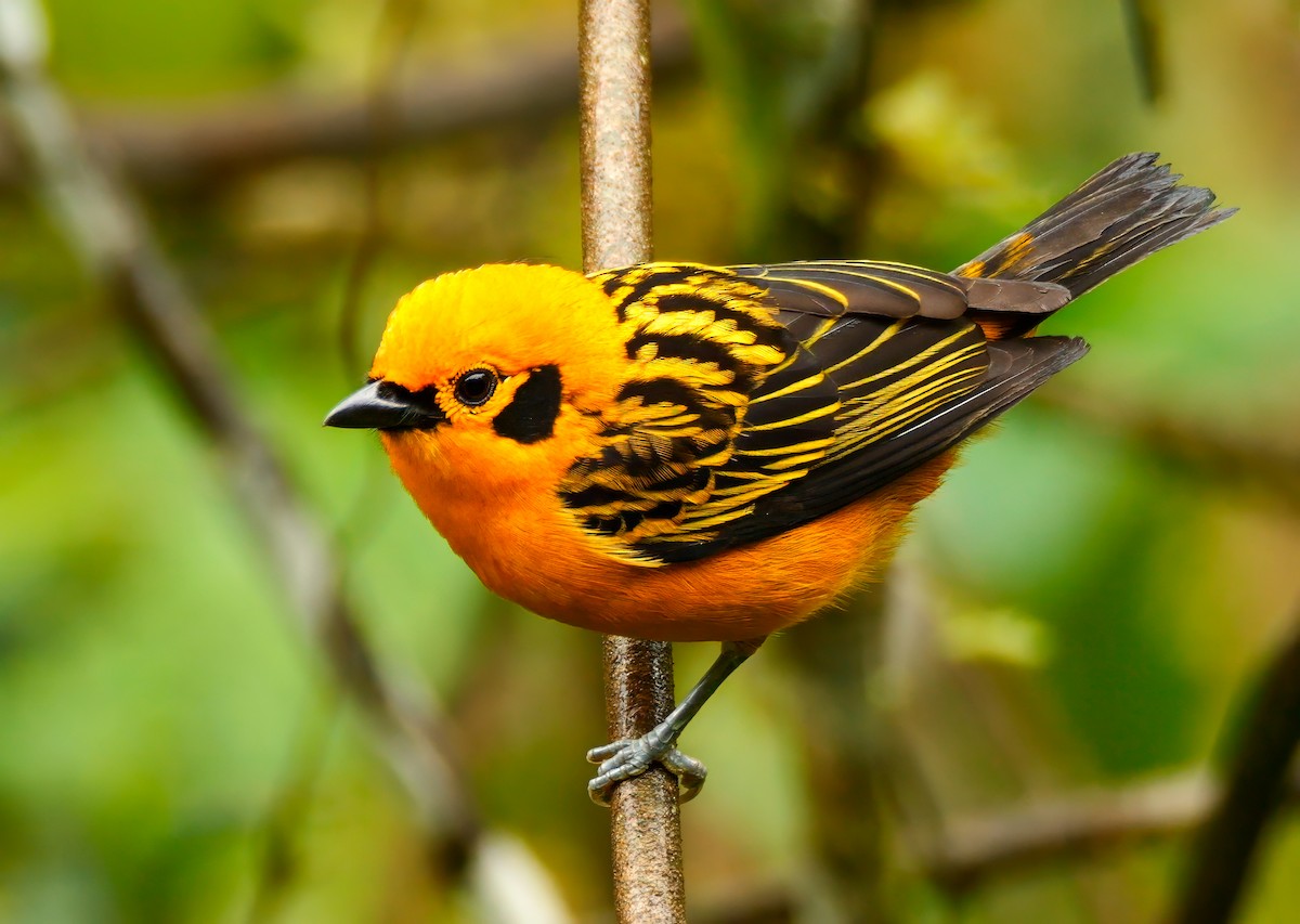 Golden Tanager - ML623059063