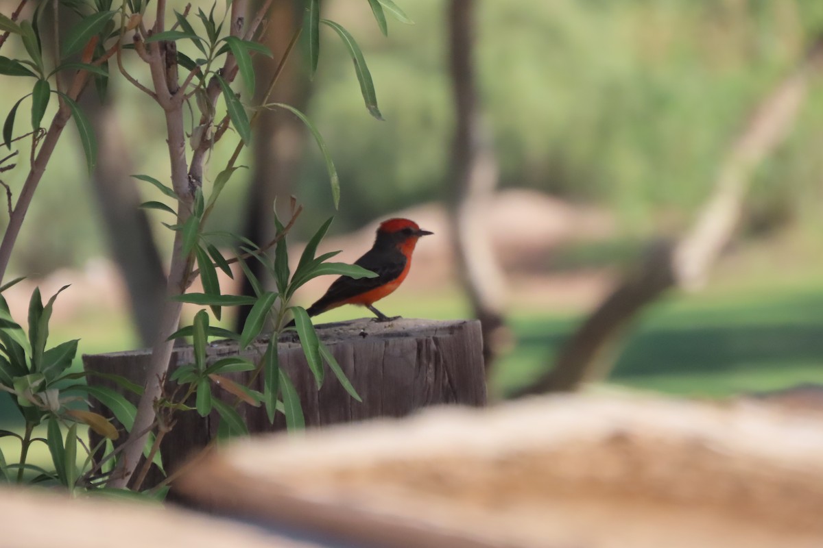 Vermilion Flycatcher - ML623059098