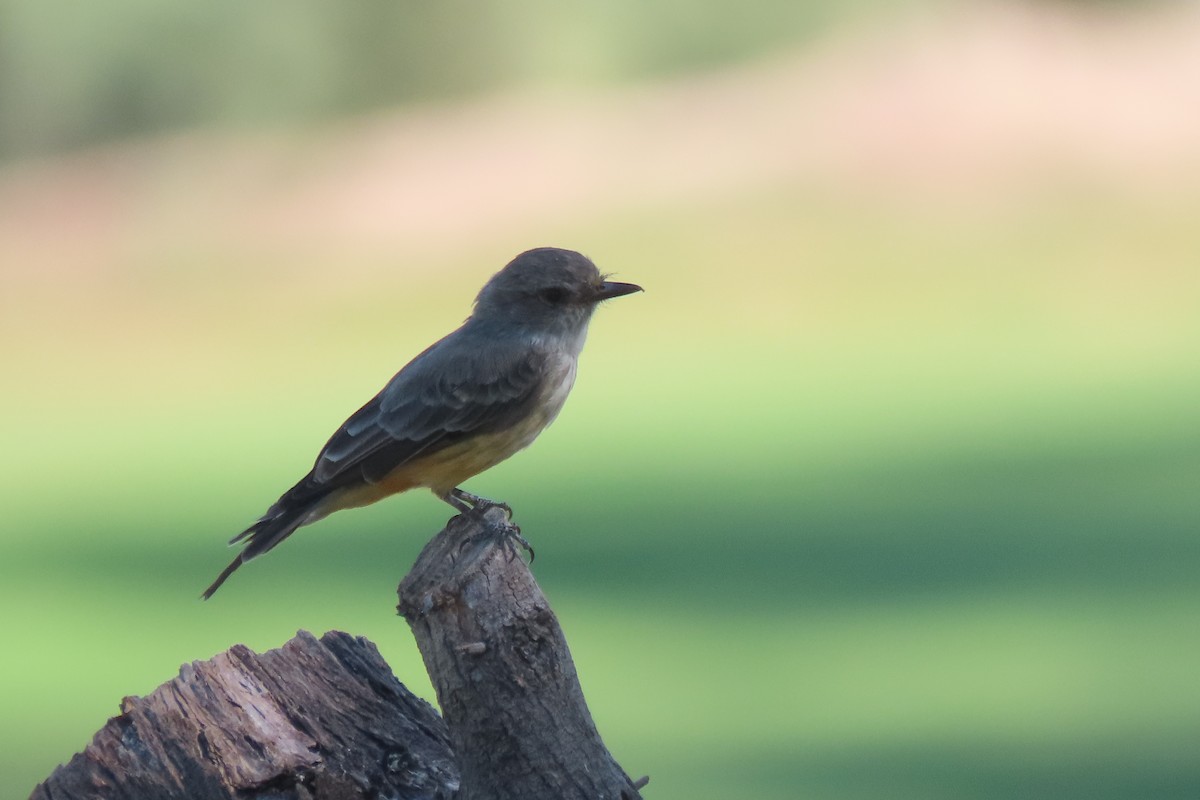 Vermilion Flycatcher - ML623059100