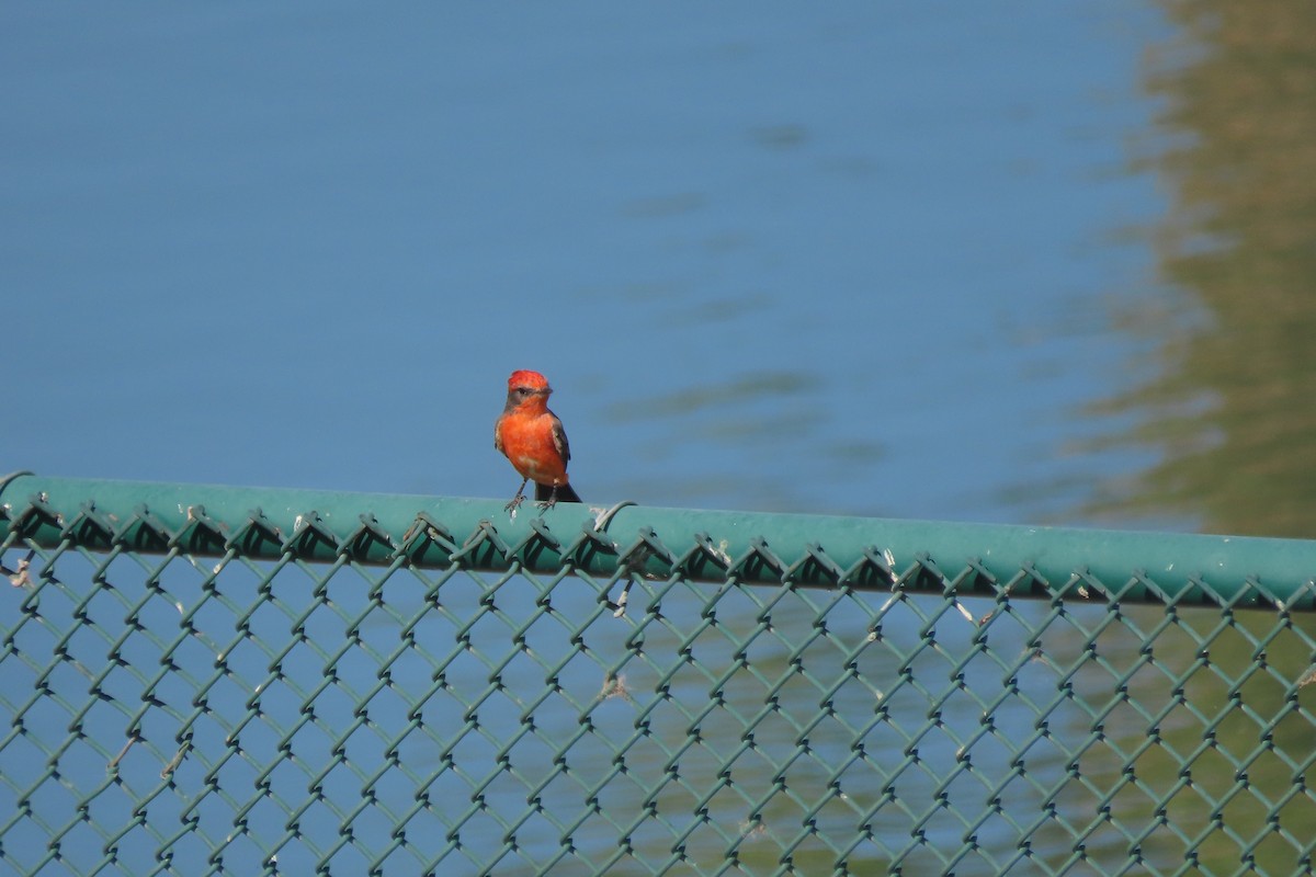 Vermilion Flycatcher - ML623059104