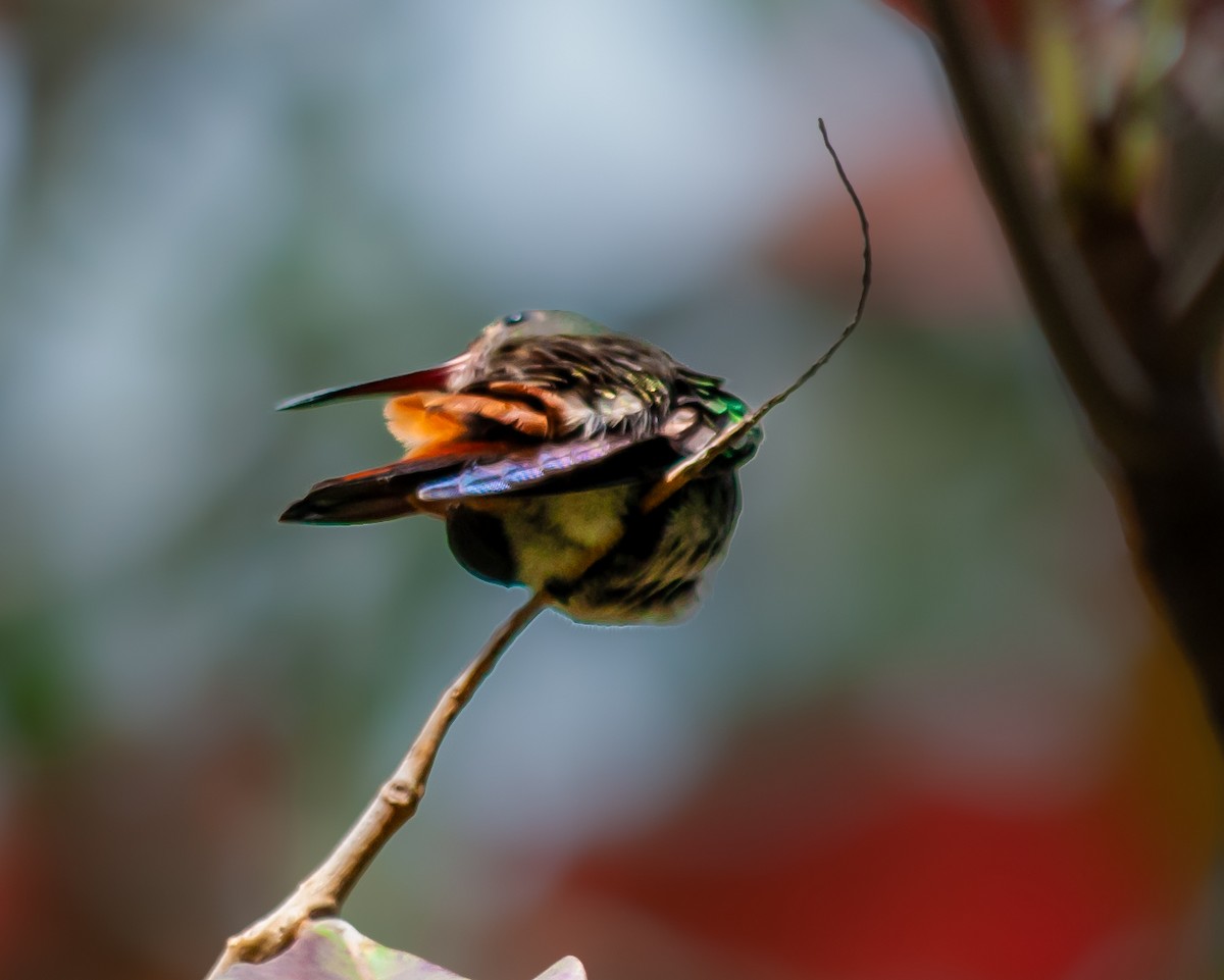 Rufous-tailed Hummingbird - ML623059189