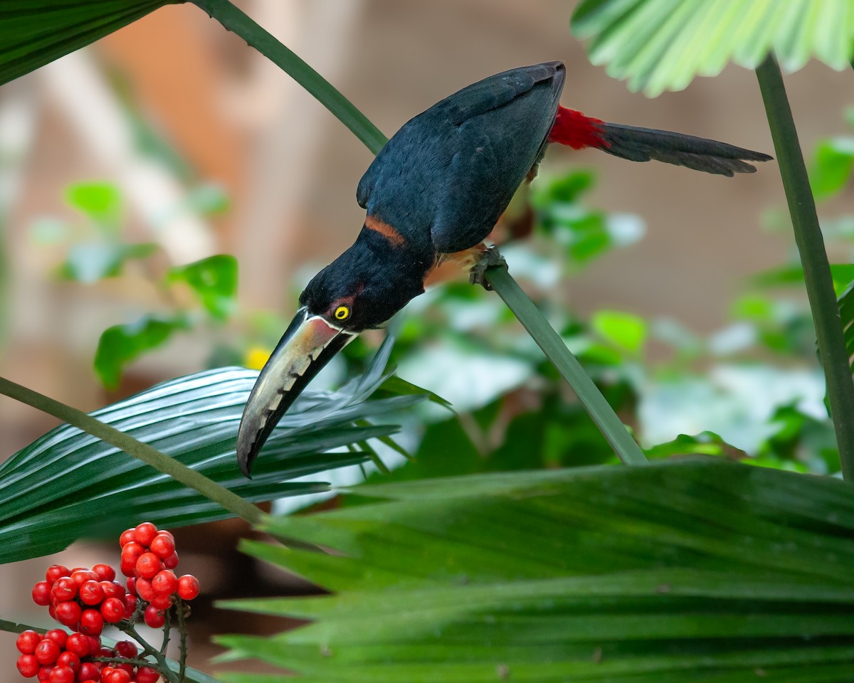 Collared Aracari - ML623059195