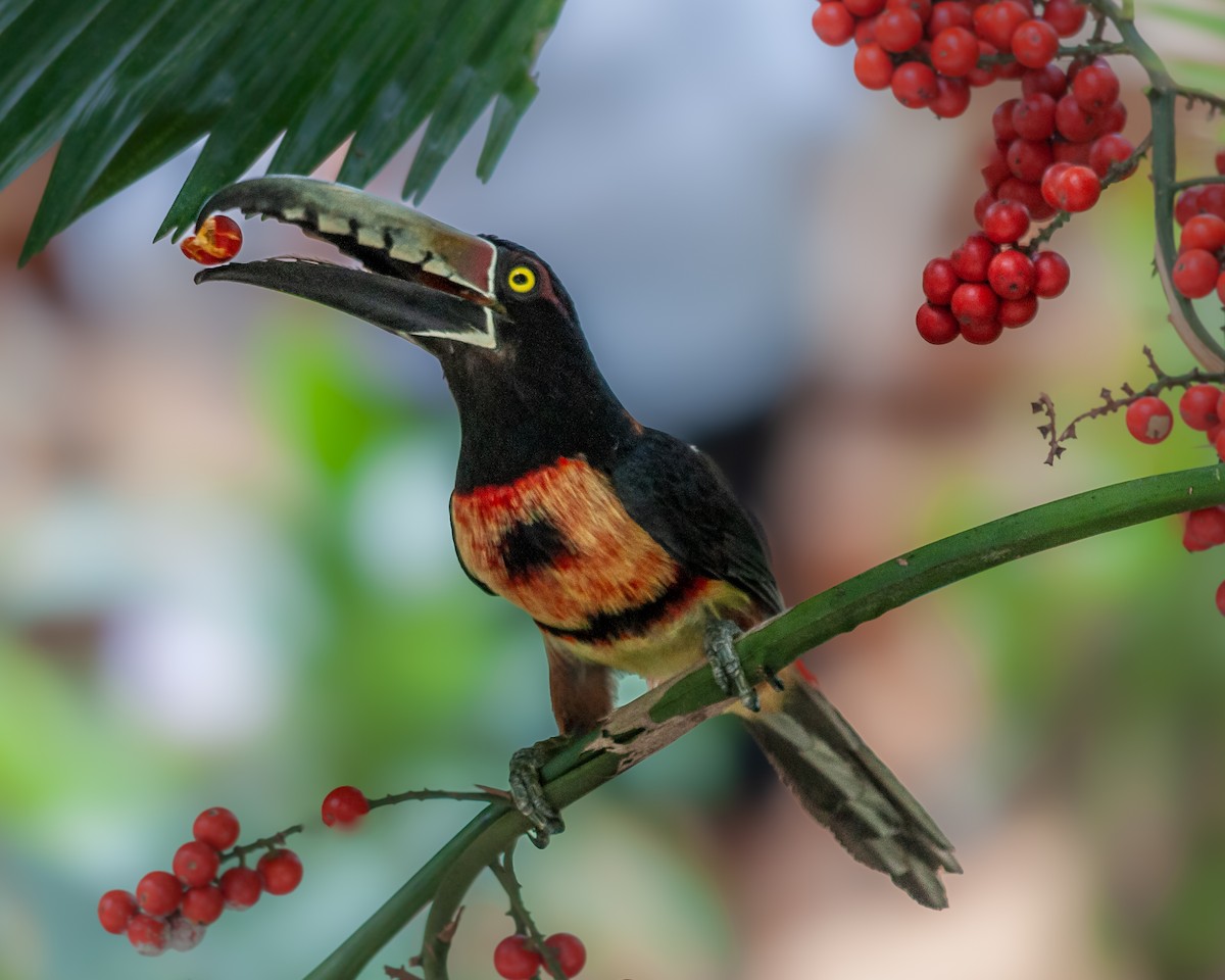 Collared Aracari - ML623059198