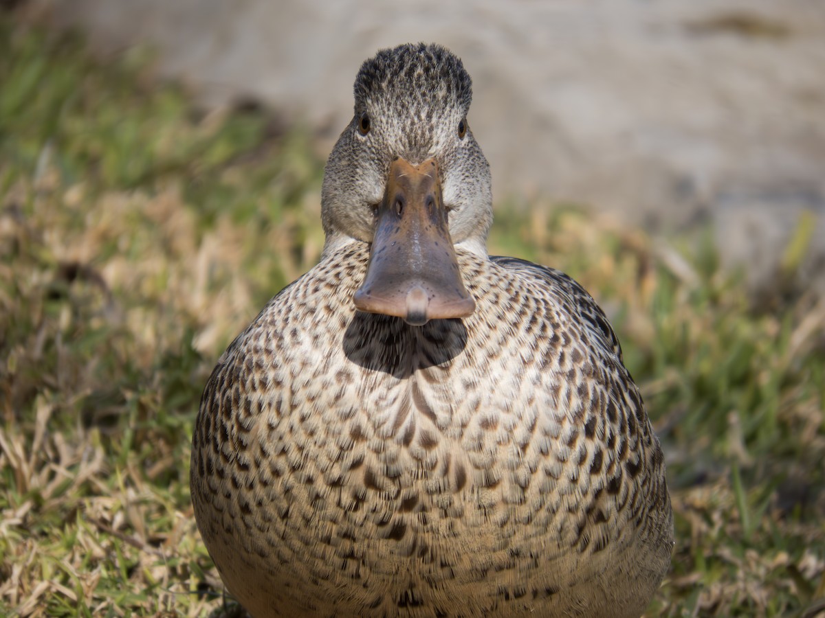 Northern Shoveler - ML623059200