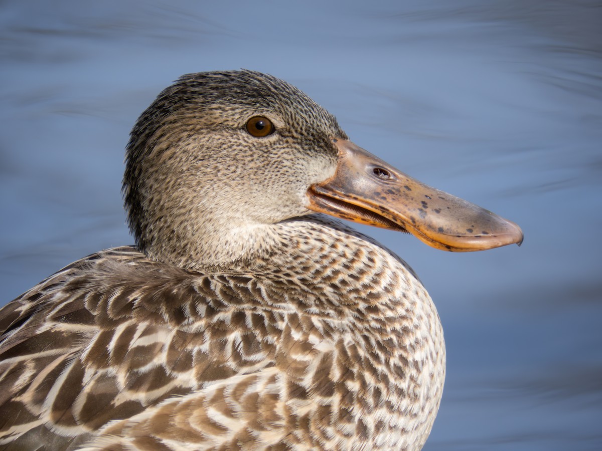 Northern Shoveler - ML623059201