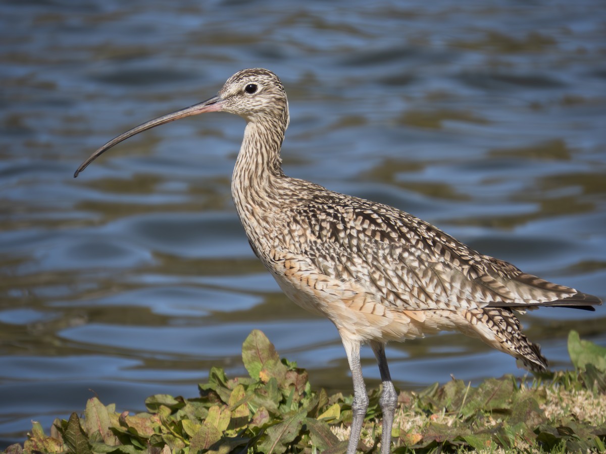 Long-billed Curlew - ML623059206