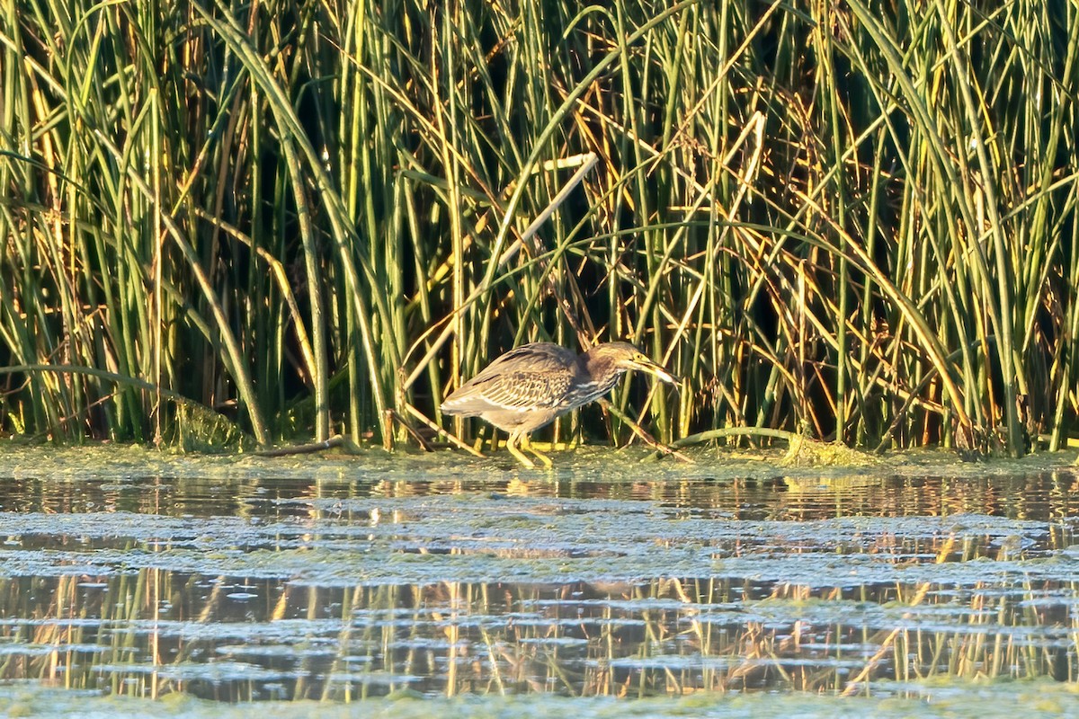 Green Heron - ML623059227