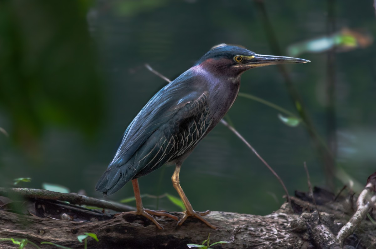 Green Heron - ML623059244