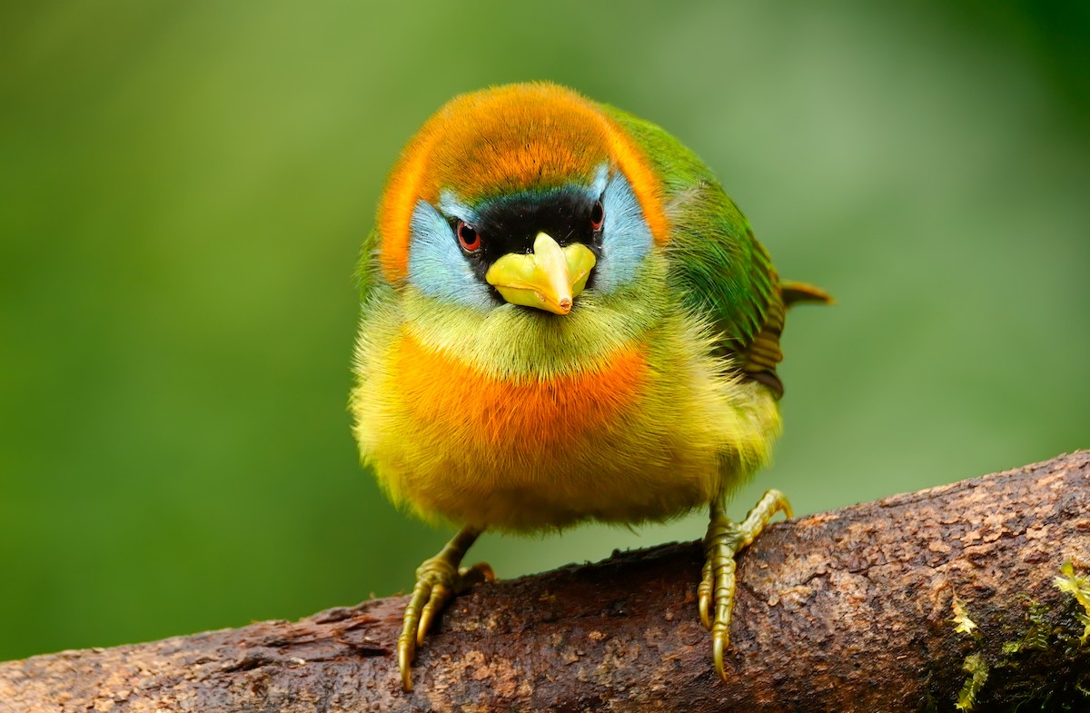 Red-headed Barbet - Mike Melton