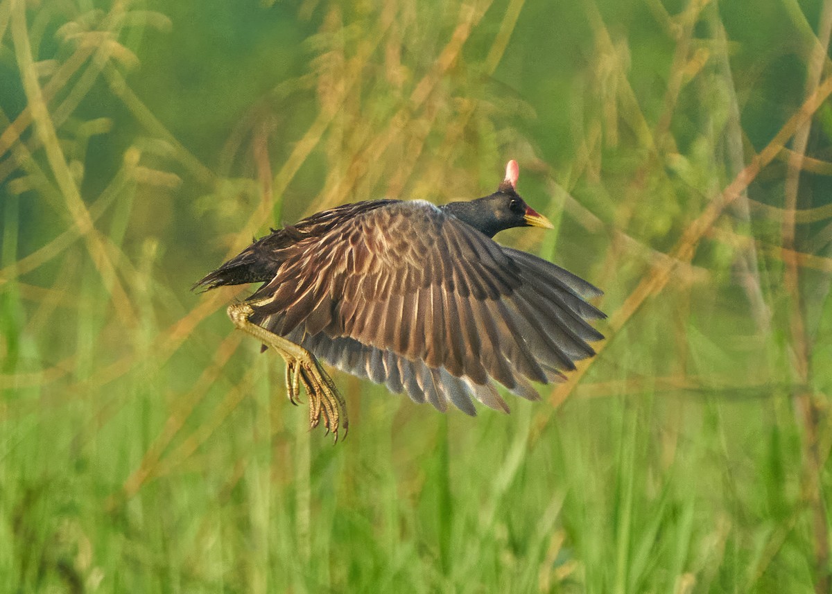 Watercock - ML623059289