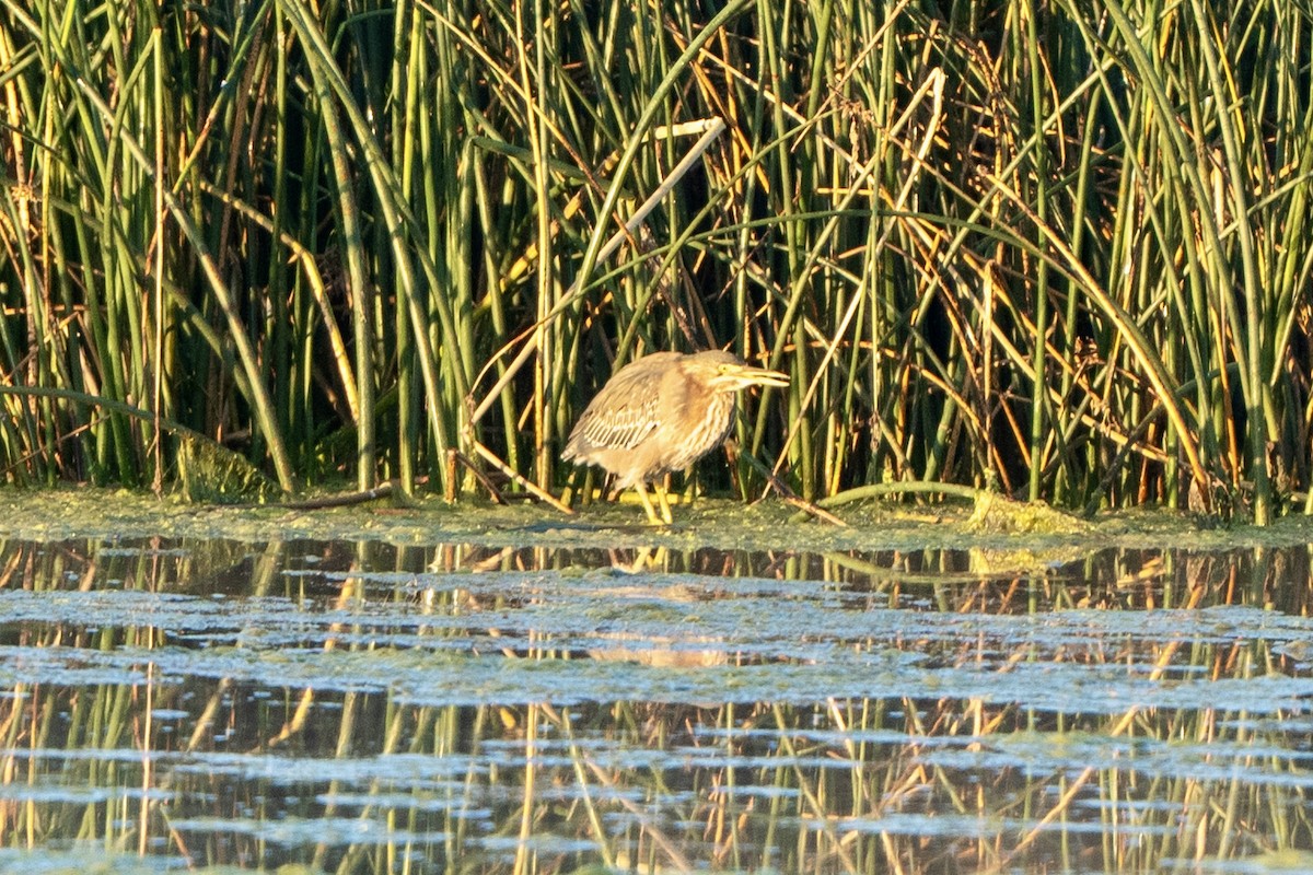 Green Heron - ML623059341