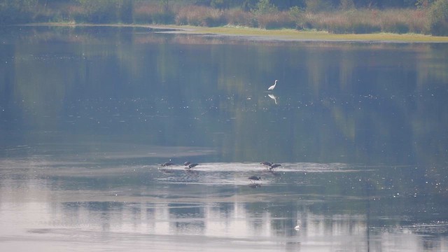 Black Stork - ML623059373