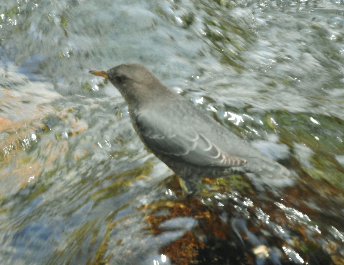 American Dipper - ML623059418