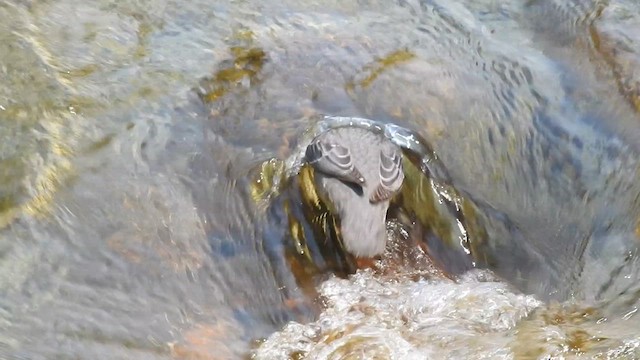 American Dipper - ML623059419