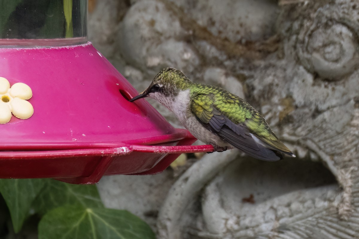 Ruby-throated Hummingbird - ML623059422