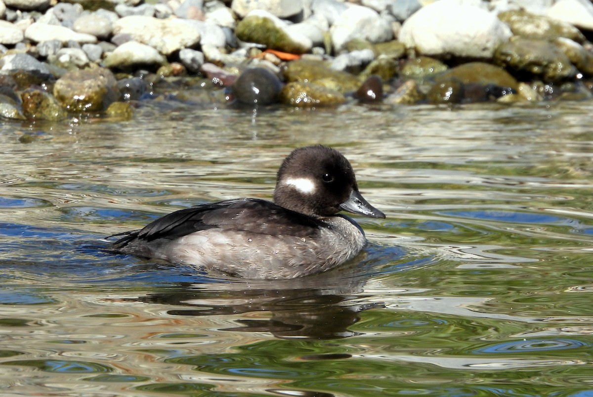 Bufflehead - ML623059474