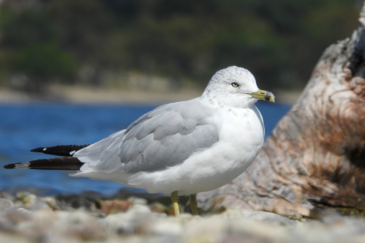 Ring-billed Gull - ML623059511