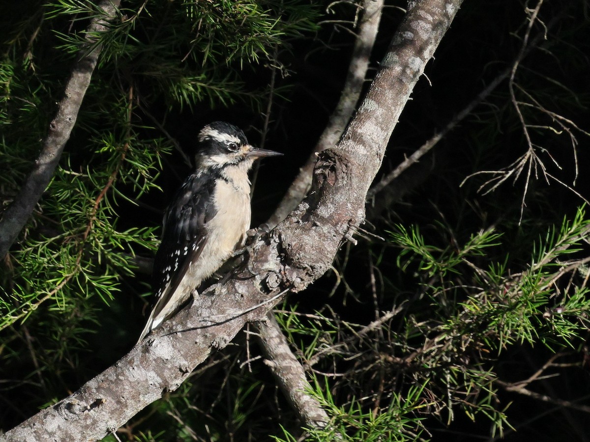 Hairy Woodpecker (Pacific) - ML623059515