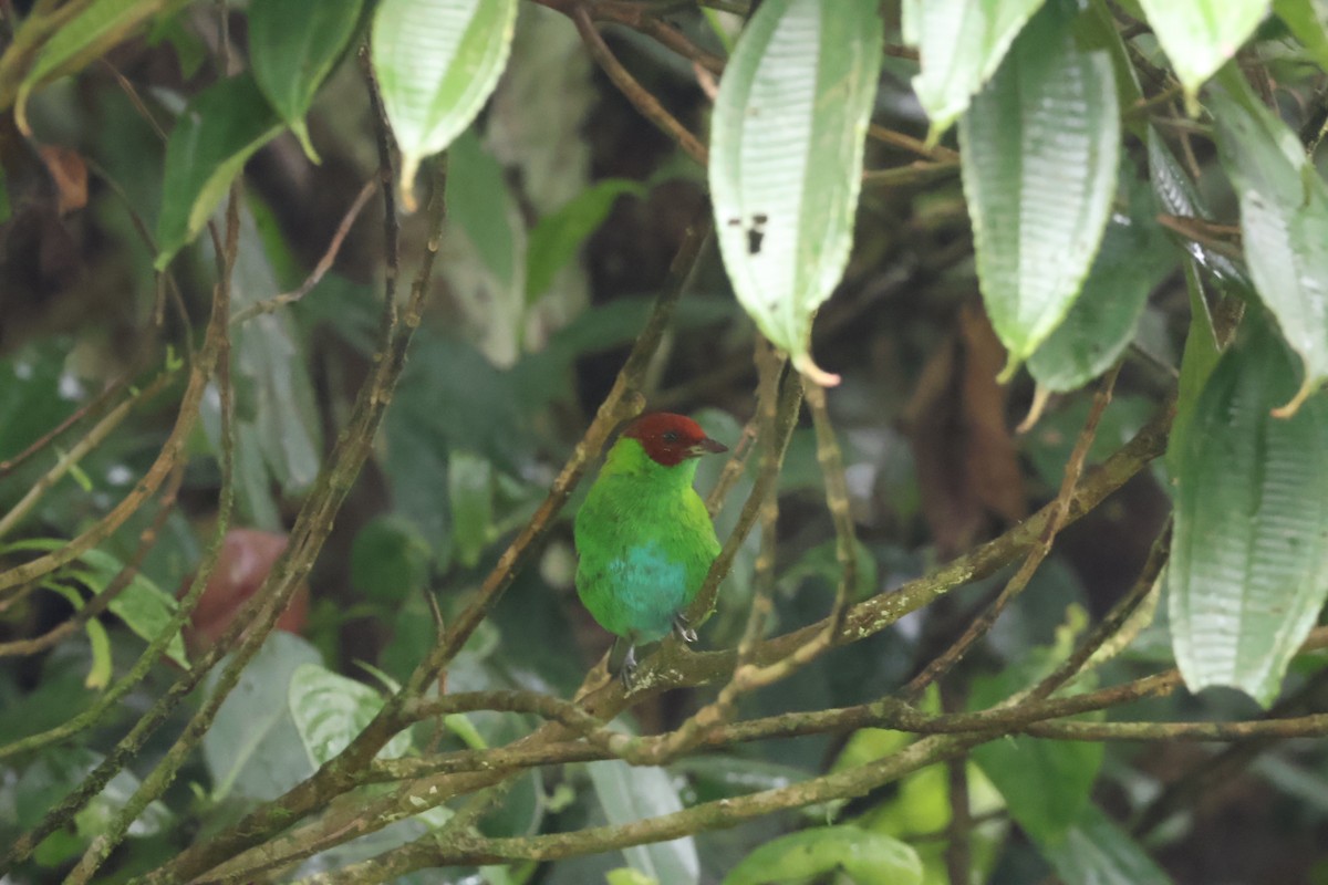 Rufous-winged Tanager - ML623059535