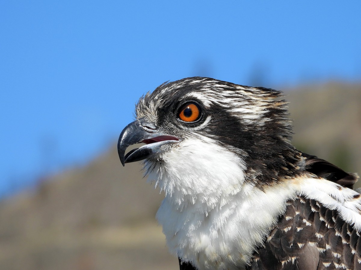 Águila Pescadora - ML623059556