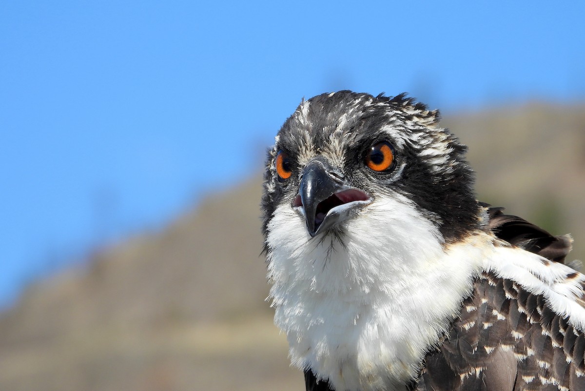 Águila Pescadora - ML623059557