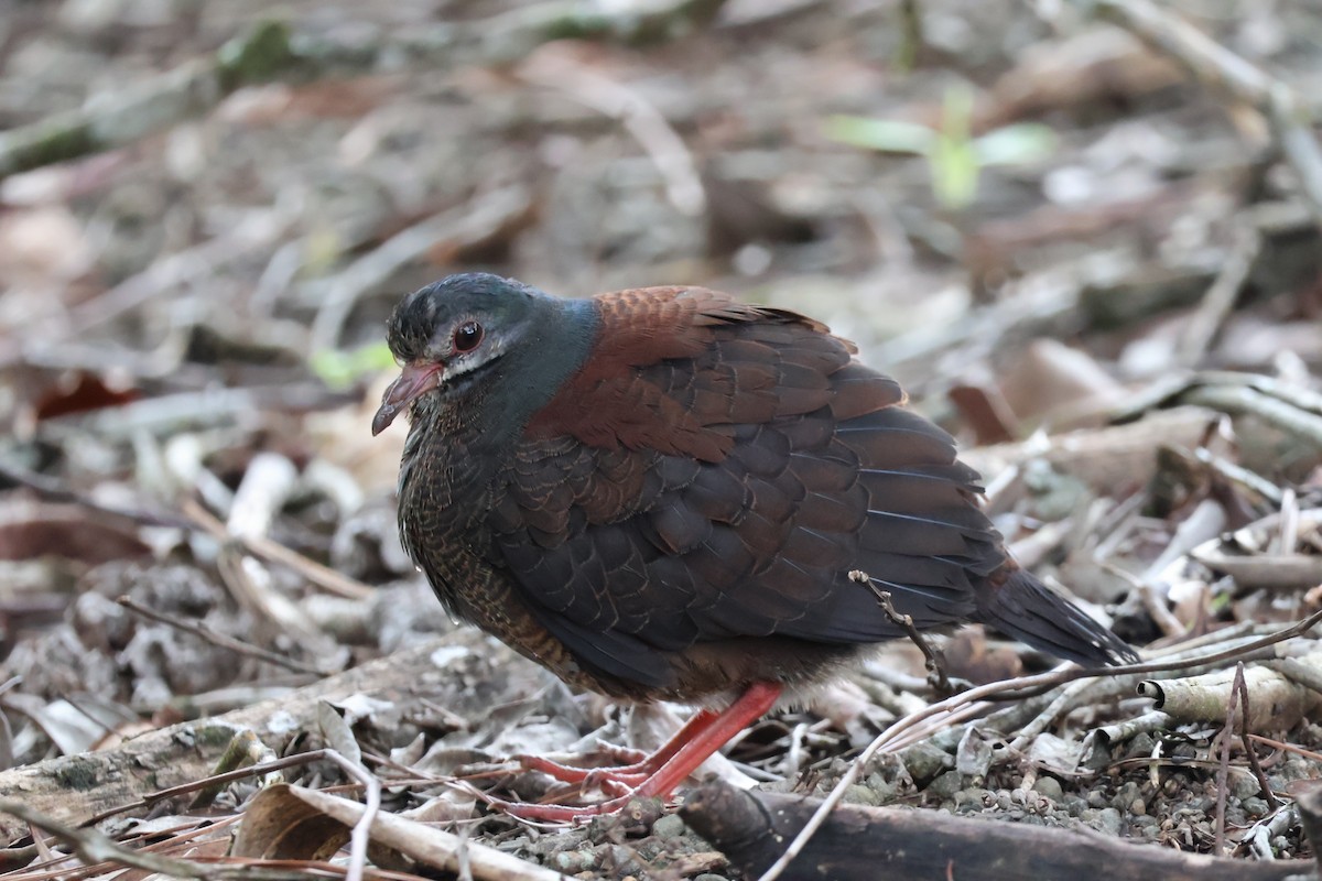 Purplish-backed Quail-Dove - ML623059579