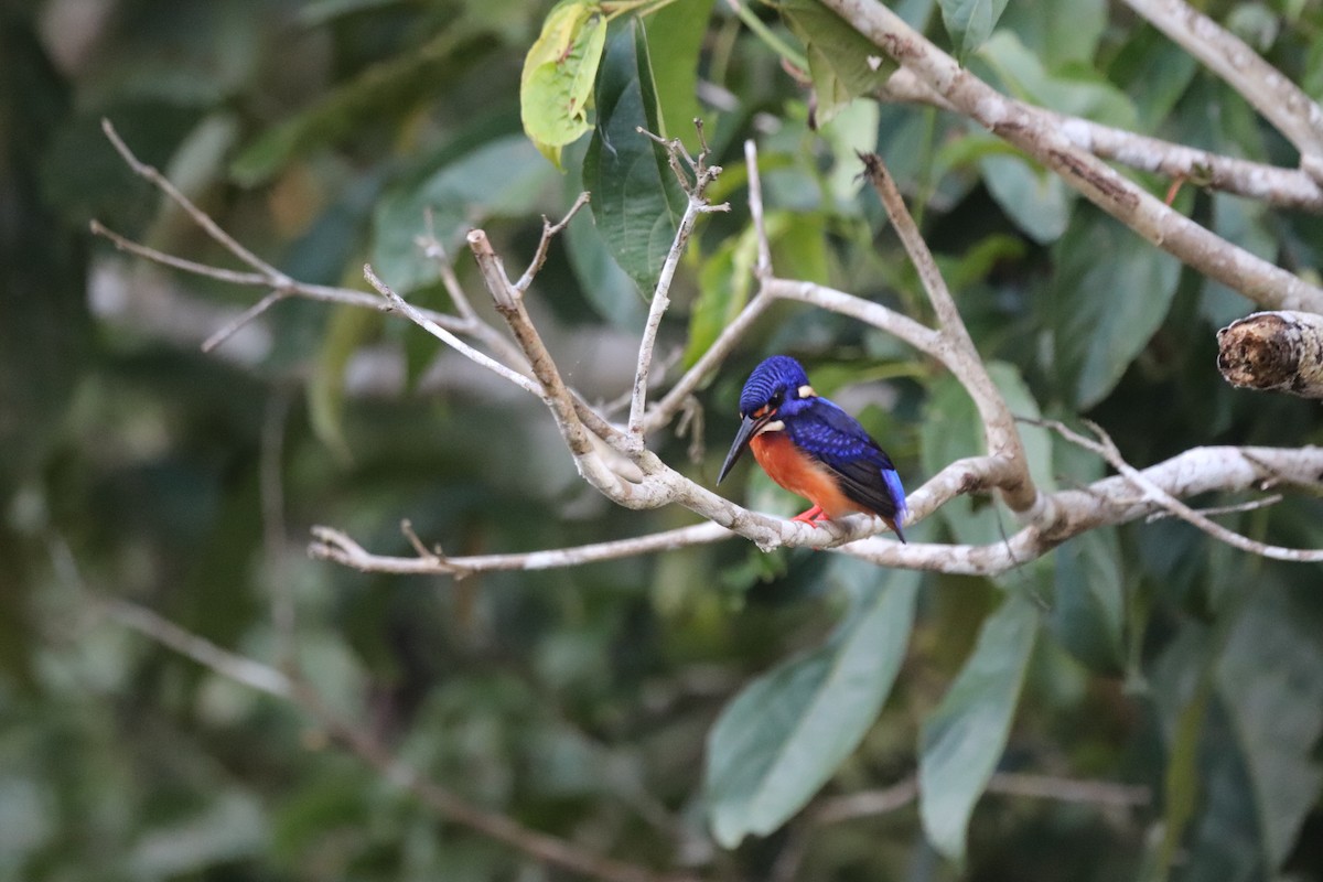 Blue-eared Kingfisher - ML623059587