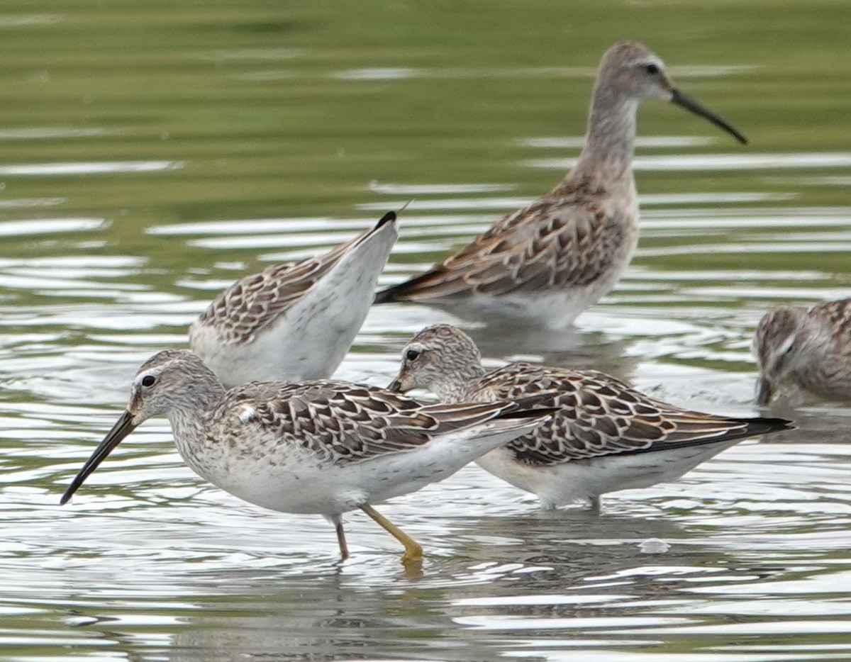 Stilt Sandpiper - ML623059653