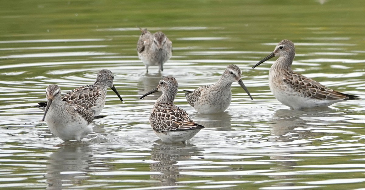 Stilt Sandpiper - ML623059660