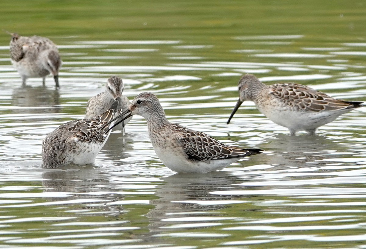 Stilt Sandpiper - ML623059661